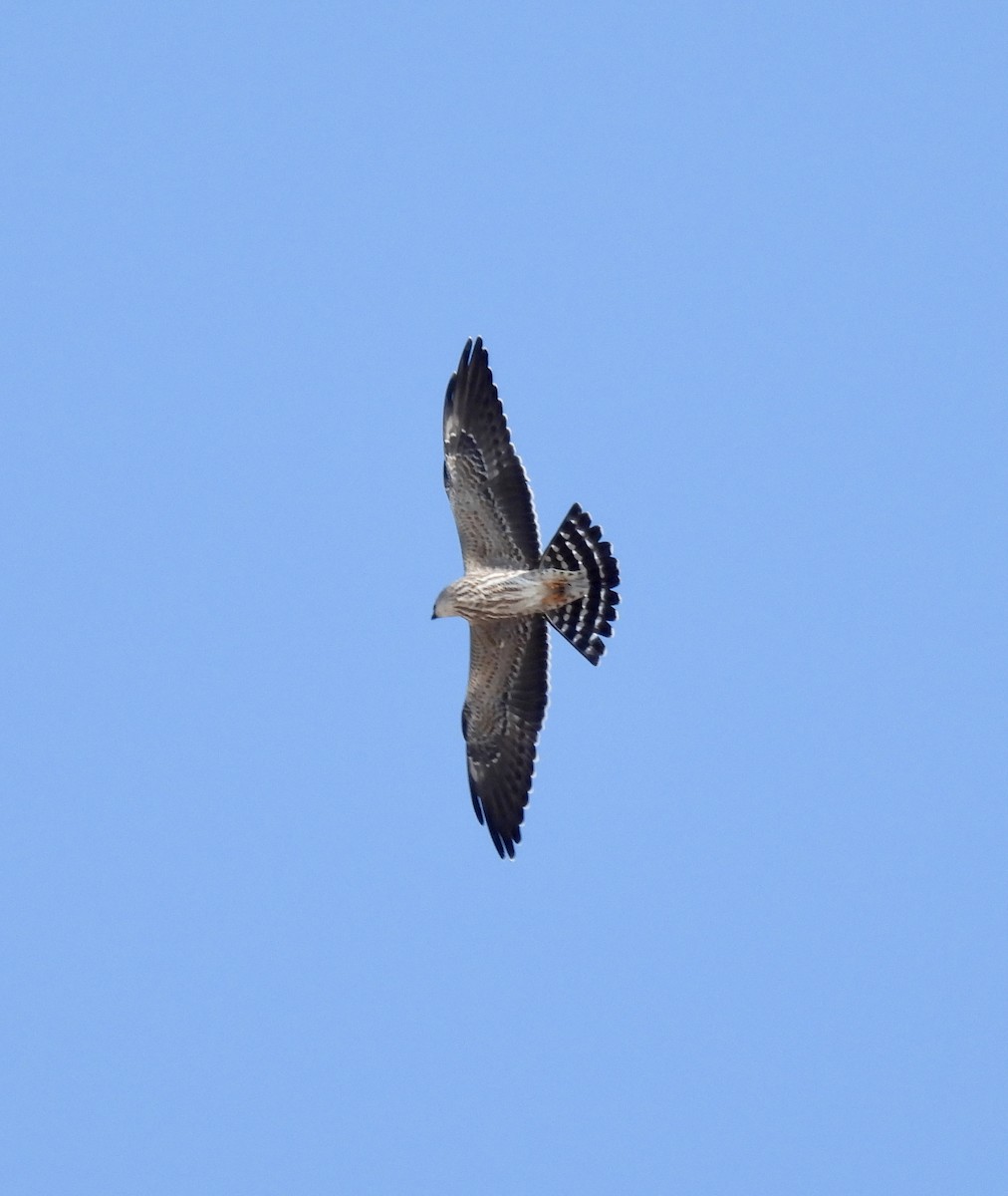 Mississippi Kite - ML606845701