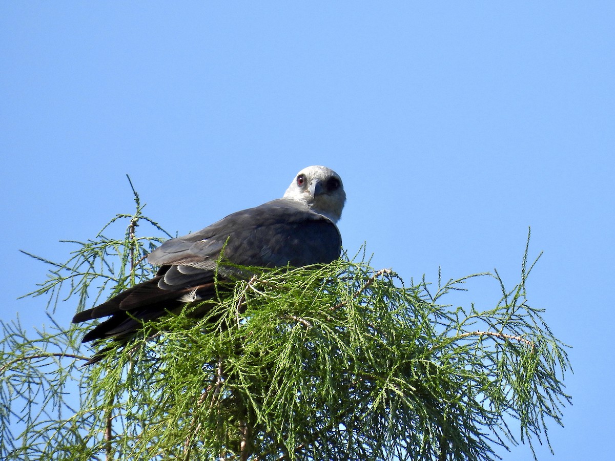 Mississippi Kite - ML606845721