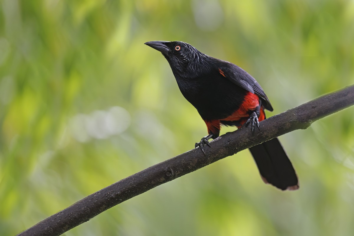Red-bellied Grackle - Marco Valentini