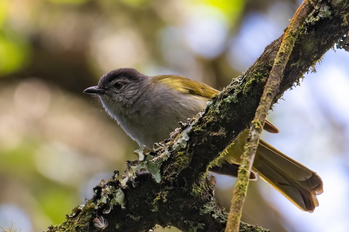 クロガシラアオヒヨ（nigriceps グループ） - ML606846771