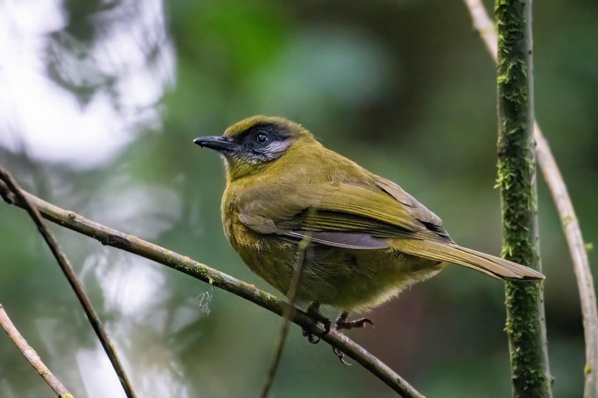 Stripe-cheeked Greenbul (Stripe-faced) - ML606847161