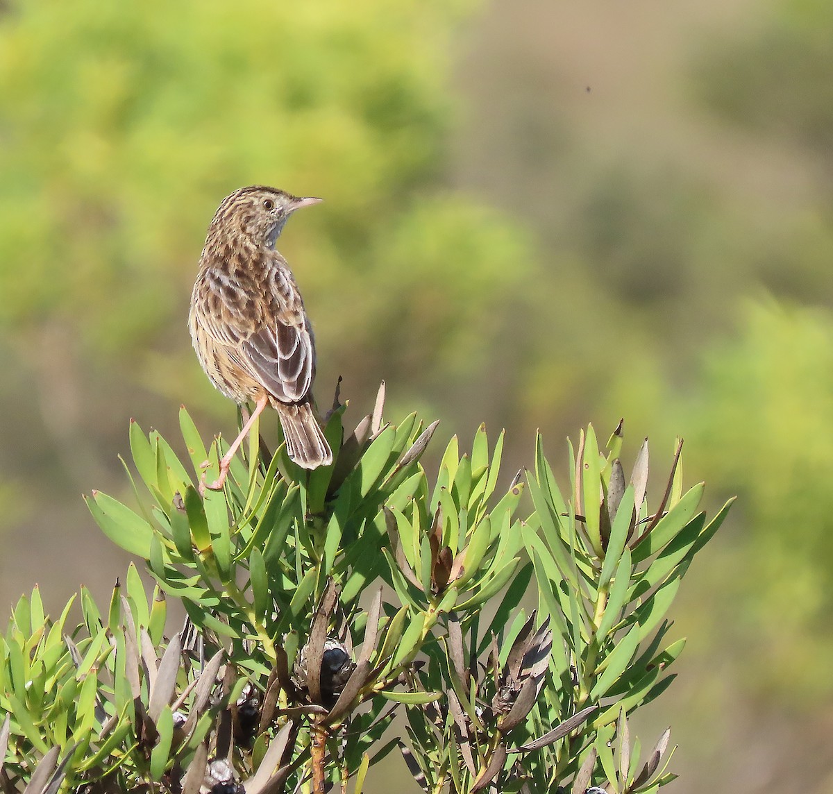 Cloud Cisticola - ML606847661