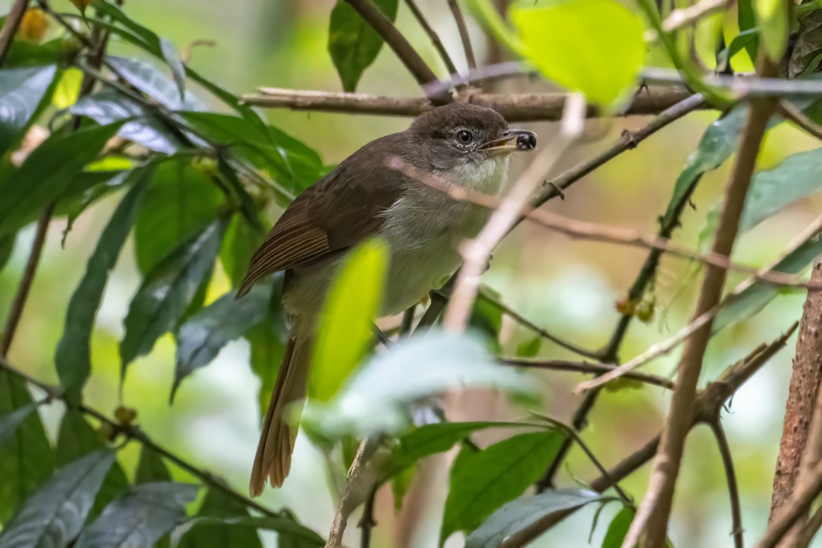 Bulbul de Cabanis (placidus) - ML606848071