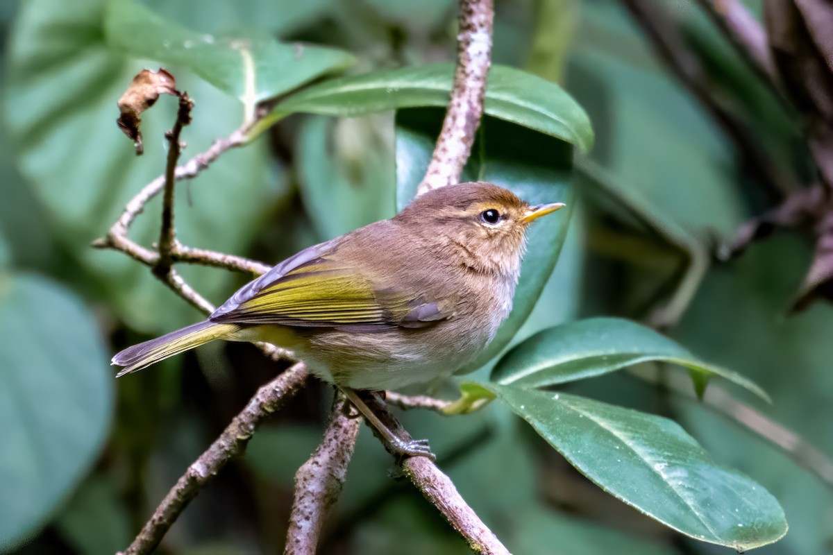 Brown Woodland-Warbler - Alex and Julia 🦜