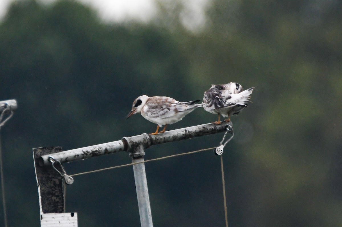 Forster's Tern - ML606848641