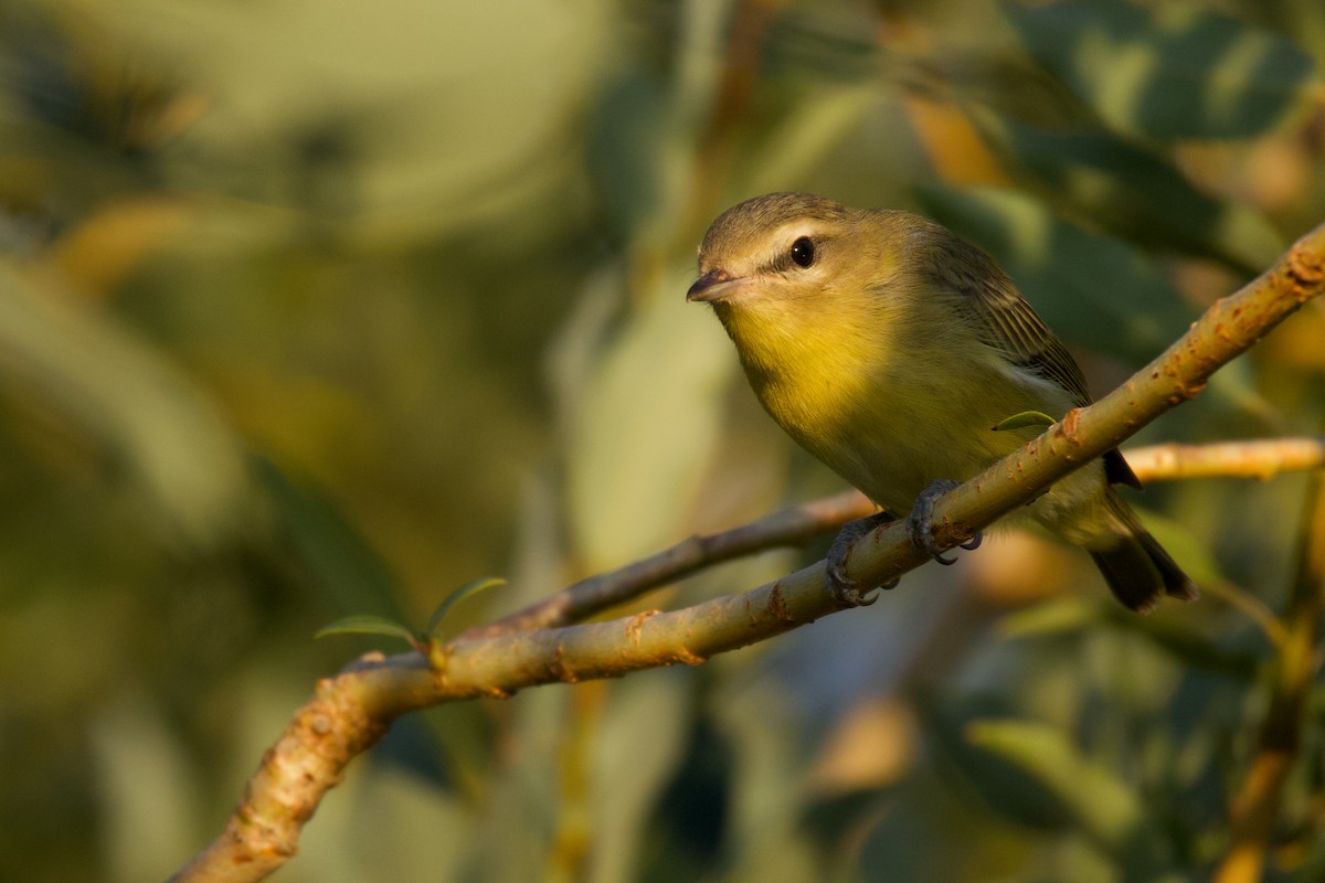 Philadelphia Vireo - ML606848801