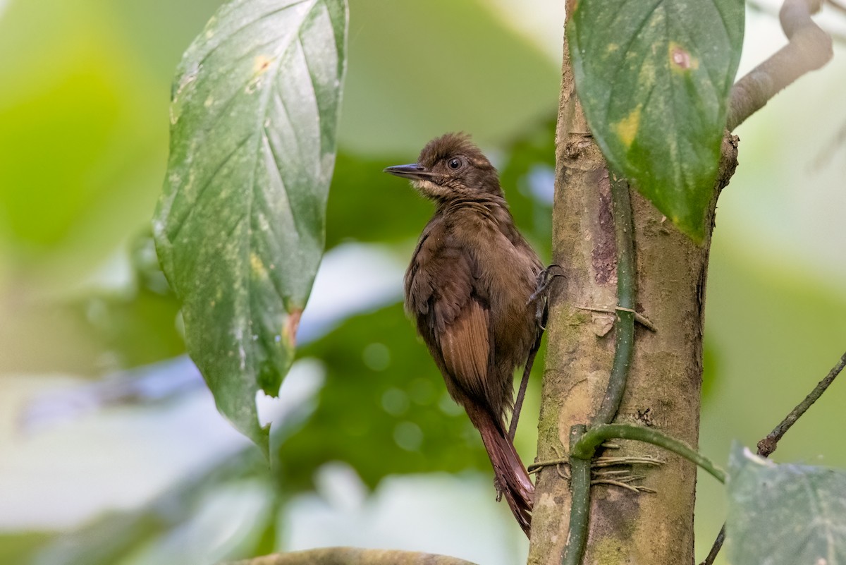 Tawny-winged Woodcreeper - ML606849041