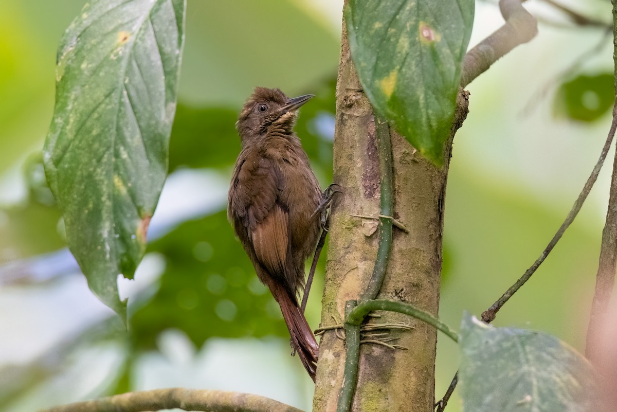 Tawny-winged Woodcreeper - ML606849051