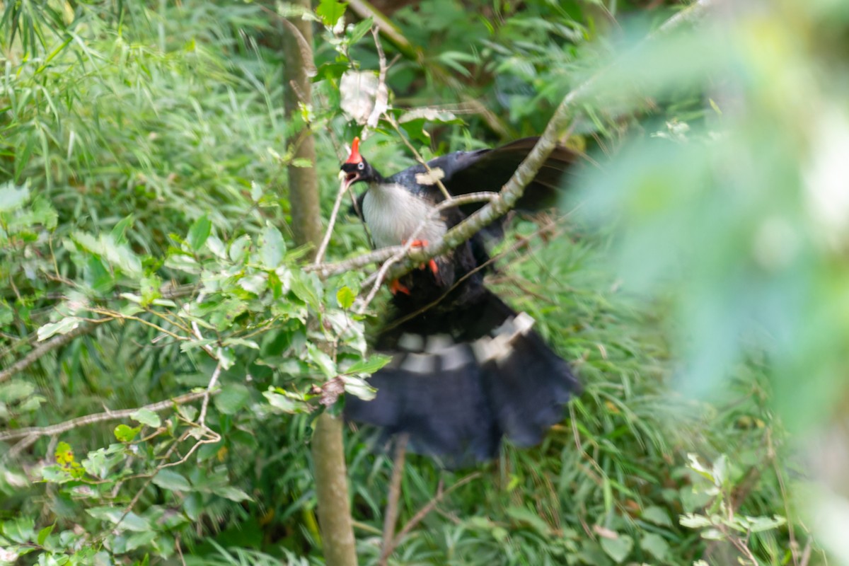 Horned Guan - ML606849281