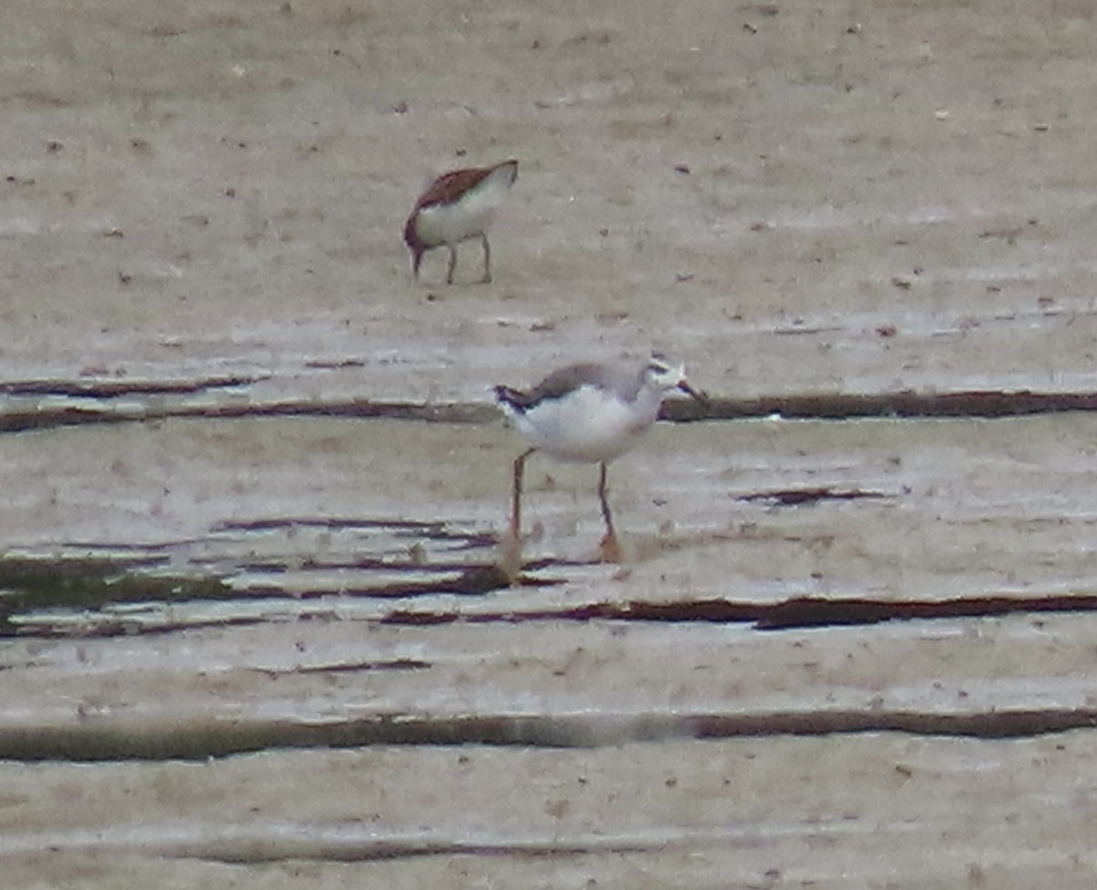 Wilson's Phalarope - ML606849681