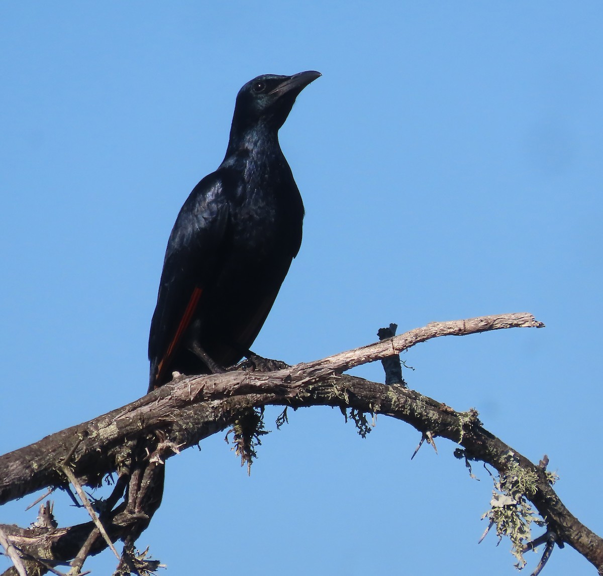 Red-winged Starling - ML606849791