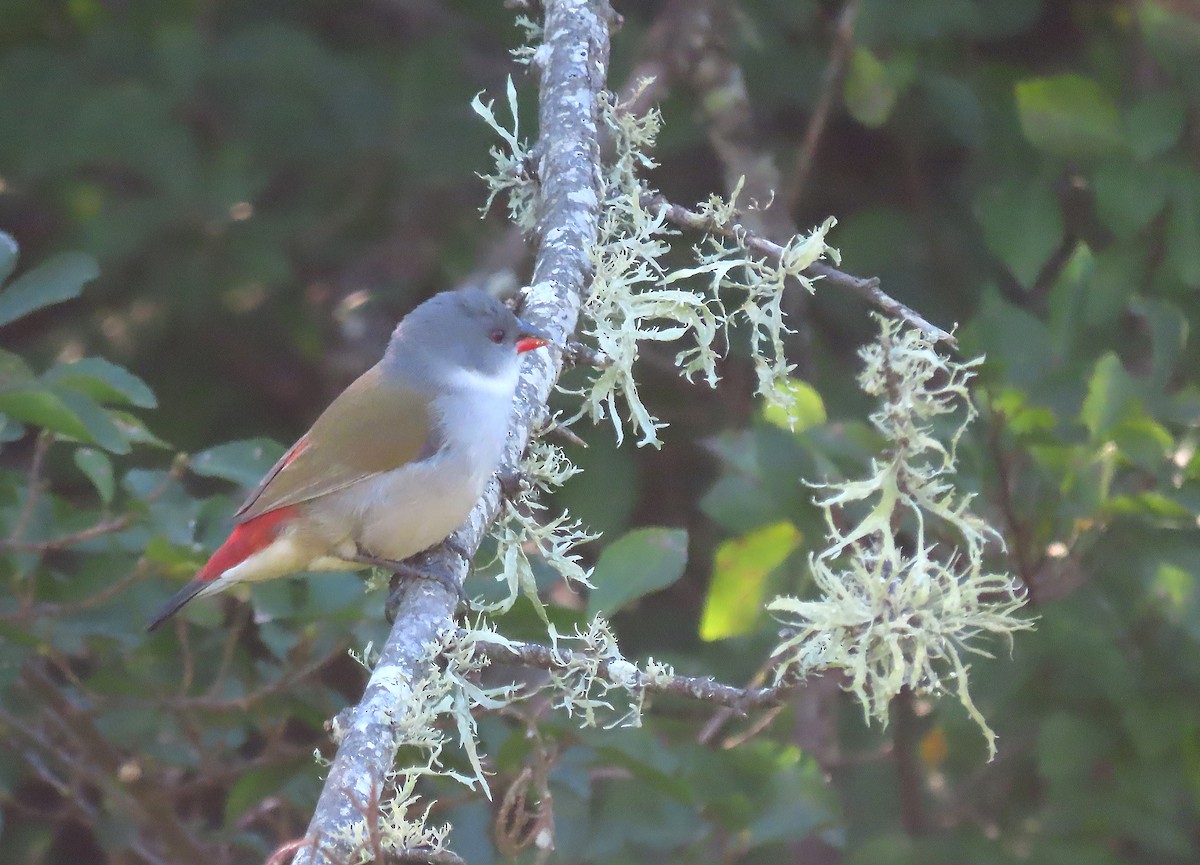 Swee Waxbill - ML606849871