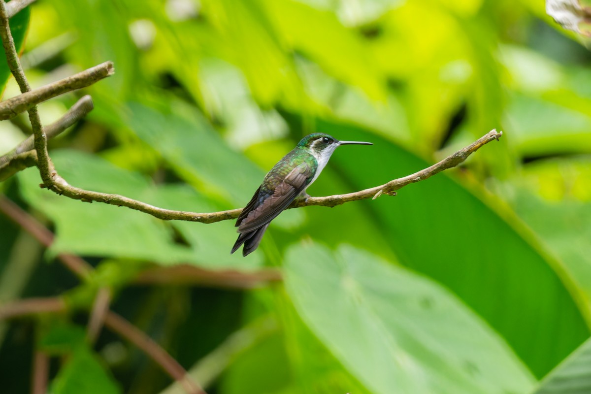 kolibřík salvadorský - ML606850101