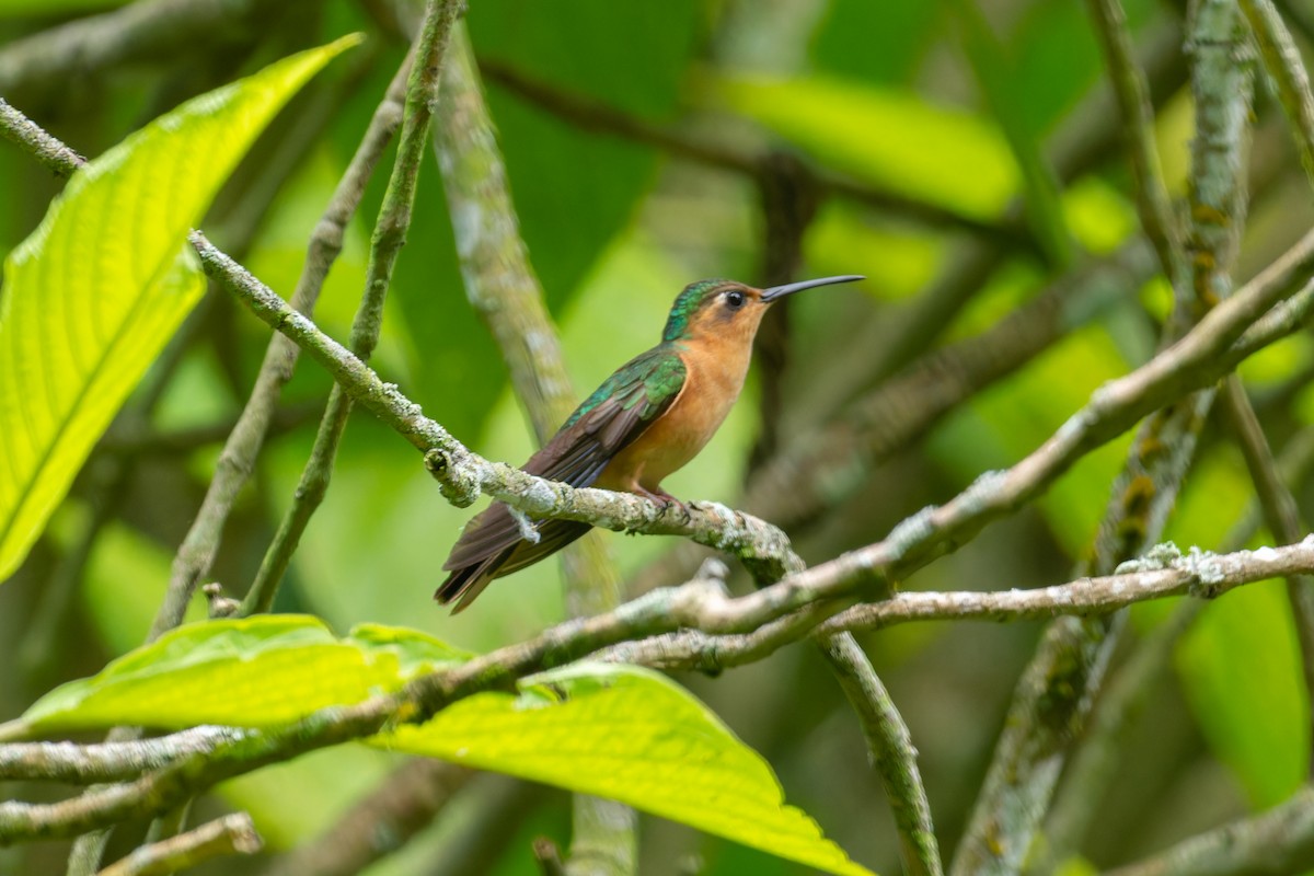kolibřík pestroocasý - ML606850181