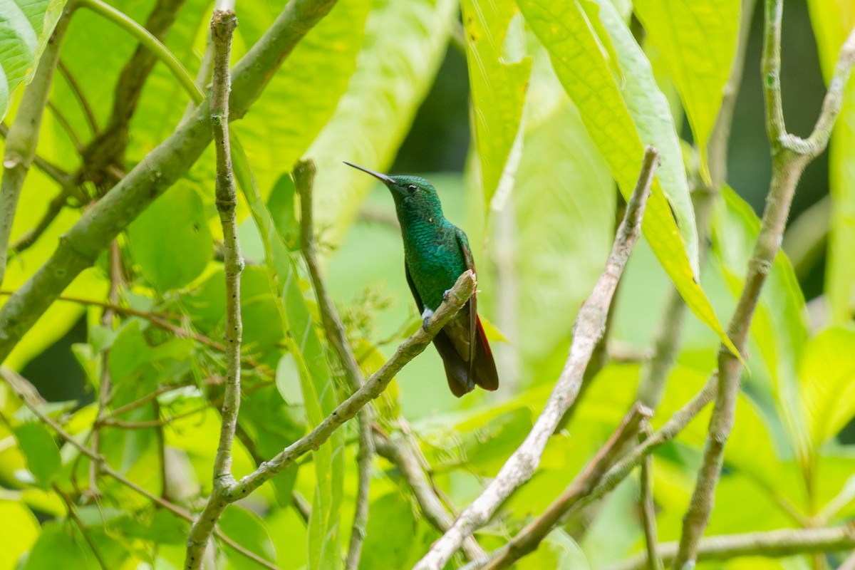 kolibřík mexický - ML606850241