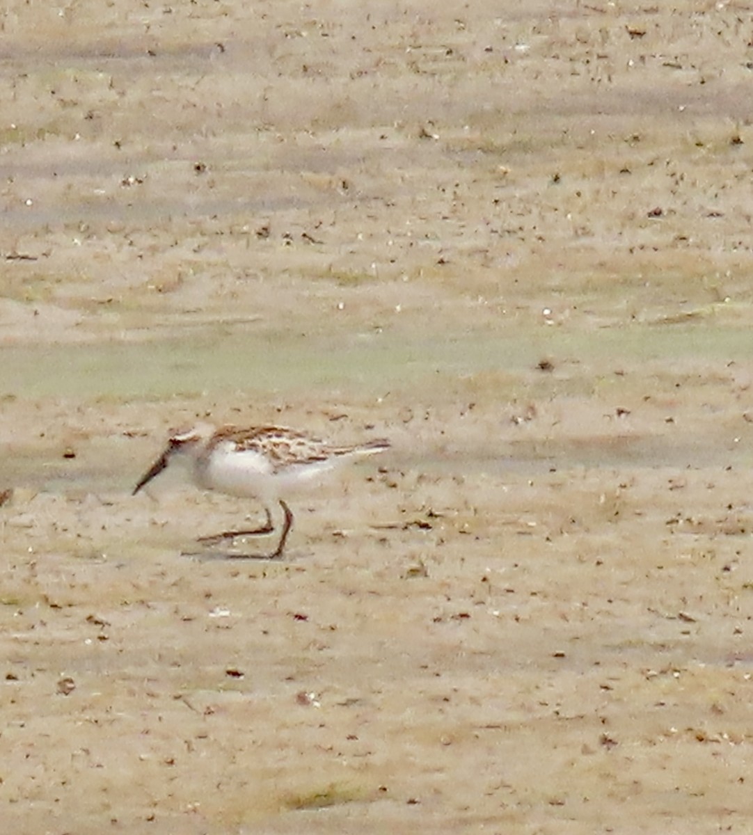 Western Sandpiper - ML606850261