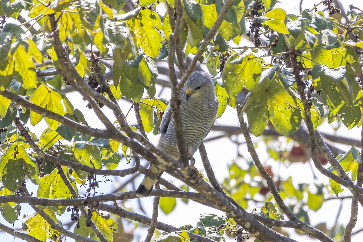 Gray-lined Hawk - ML606850811