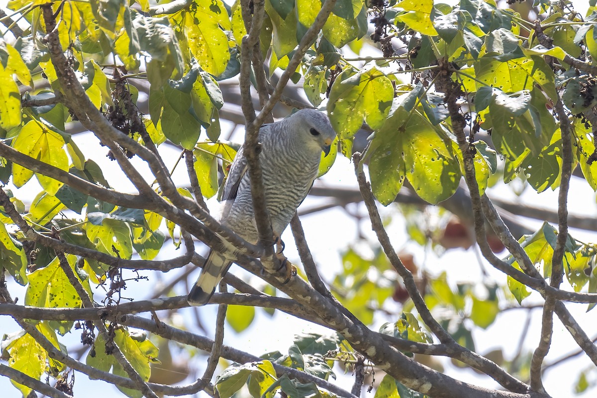 Gray-lined Hawk - ML606850821