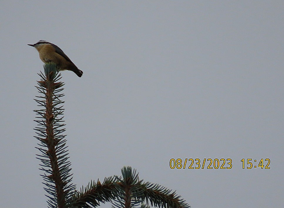 Red-breasted Nuthatch - ML606850911