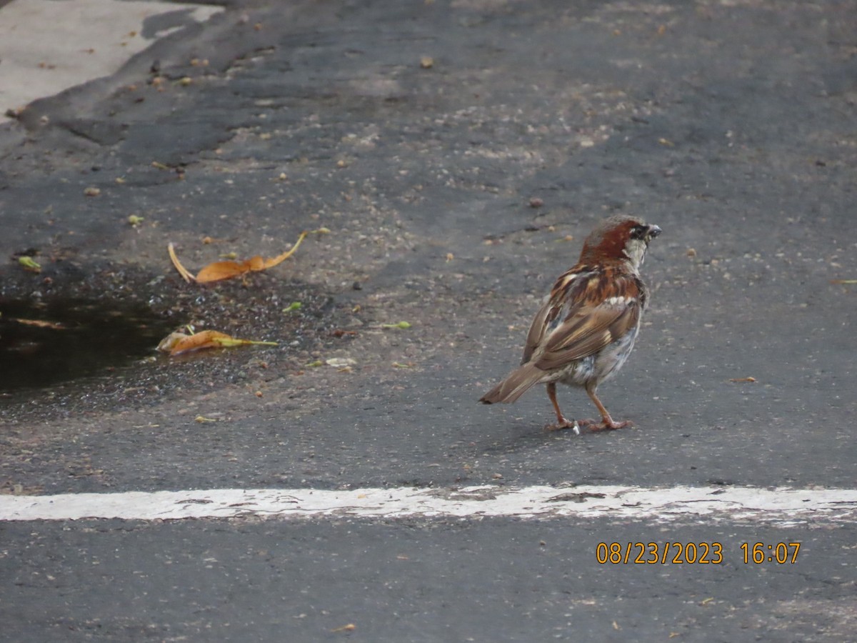 House Sparrow - ML606850981