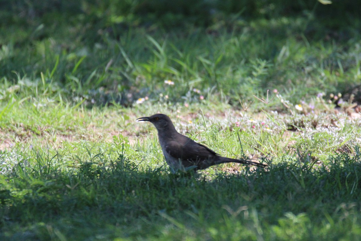 Curve-billed Thrasher - ML60685101