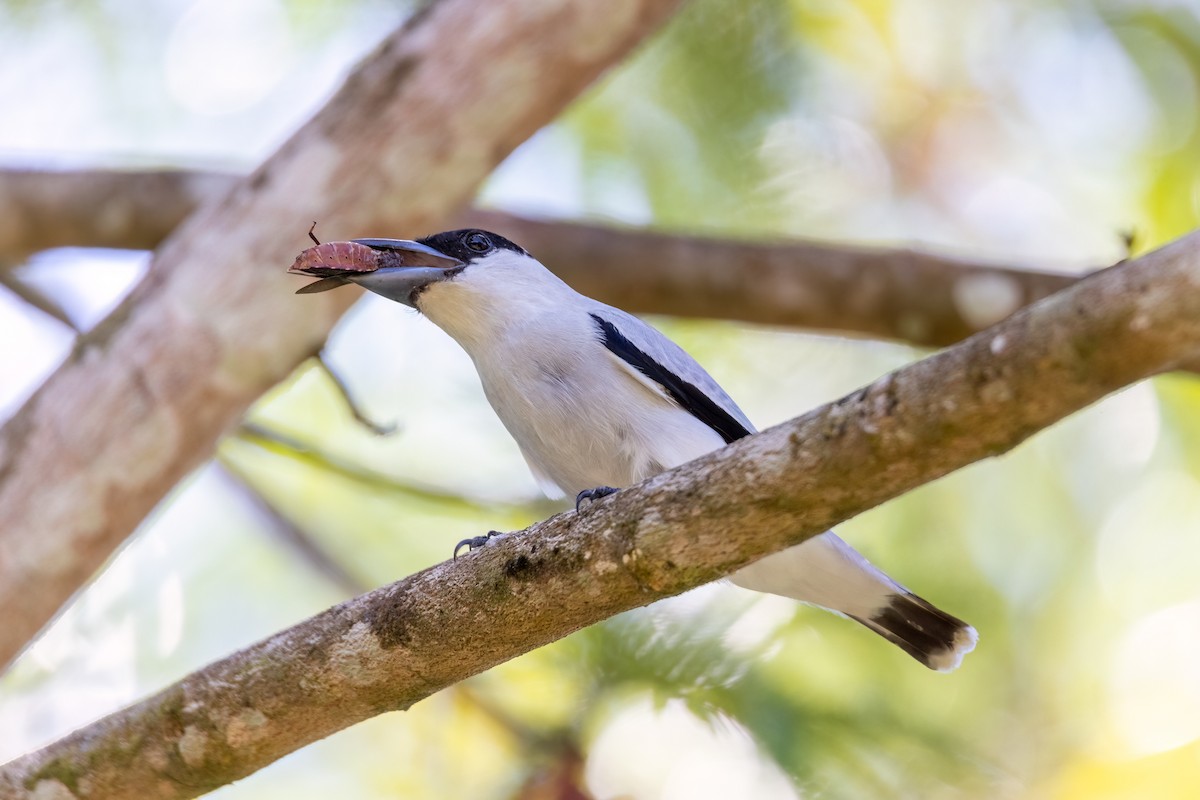 Black-crowned Tityra - ML606851121