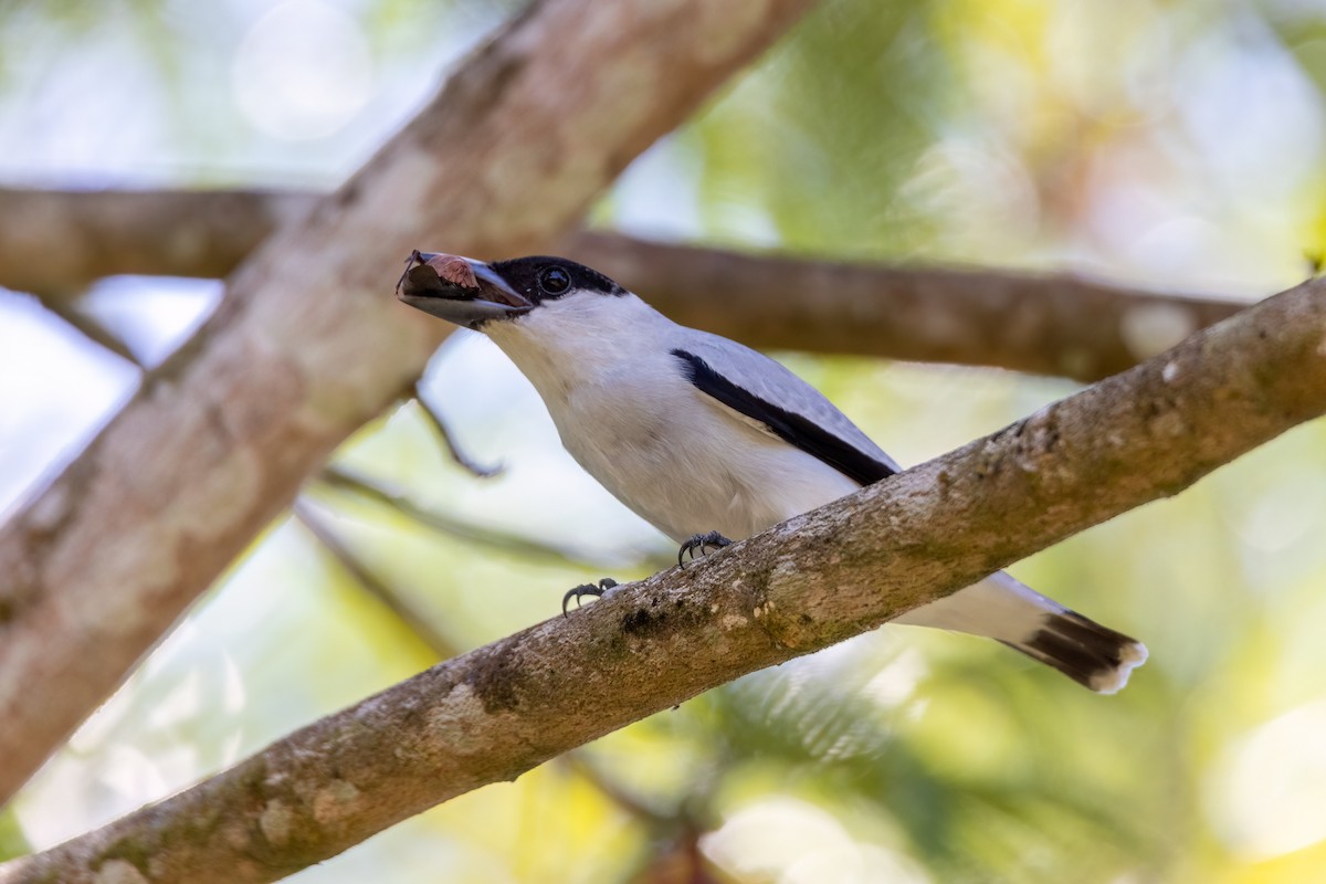 Black-crowned Tityra - ML606851131