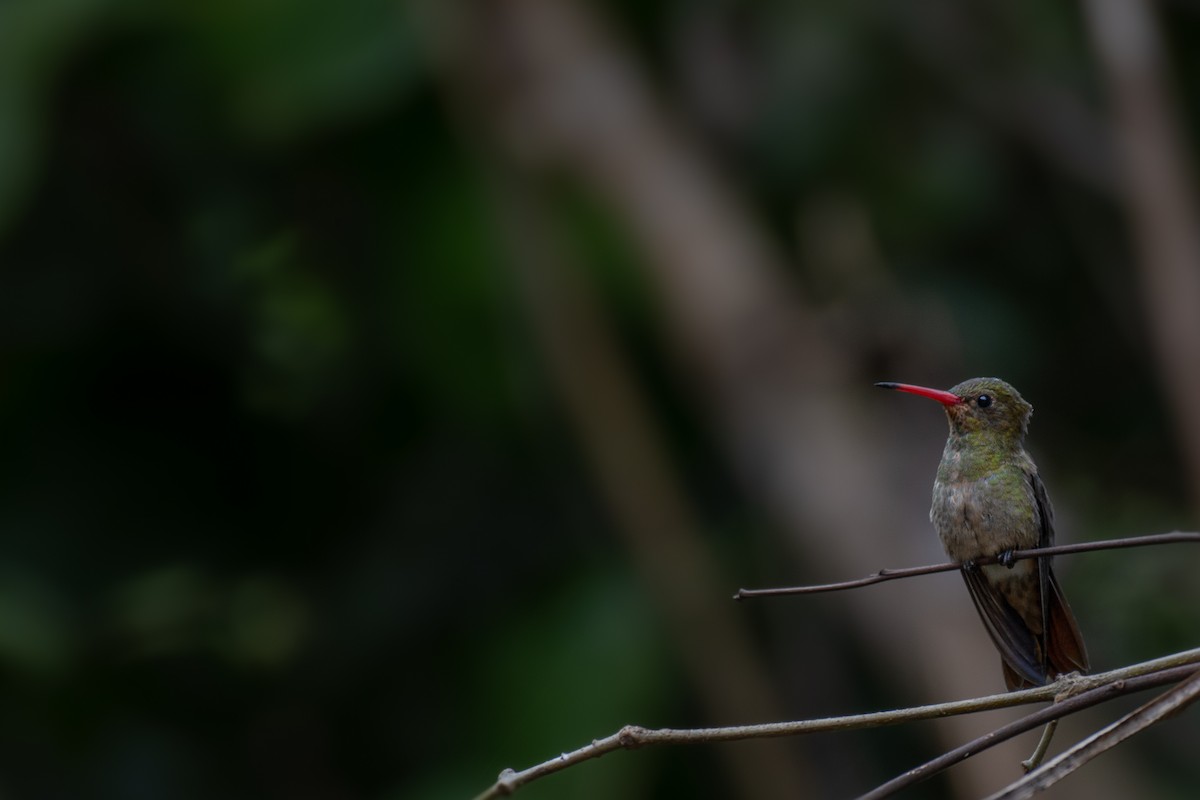 Gilded Hummingbird - ML606852971