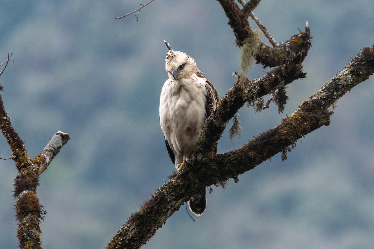 Mountain Hawk-Eagle - Hans Norelius