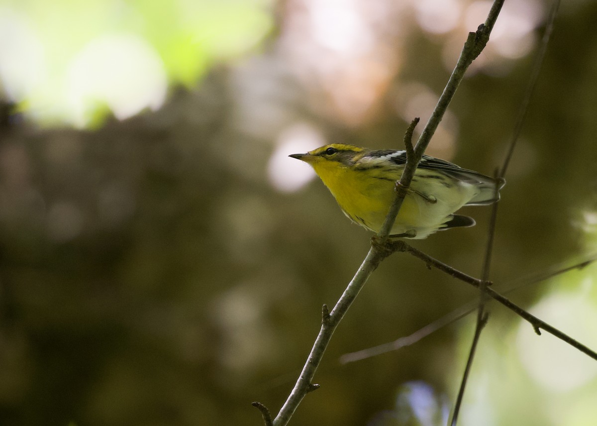 Blackburnian Warbler - ML606853521