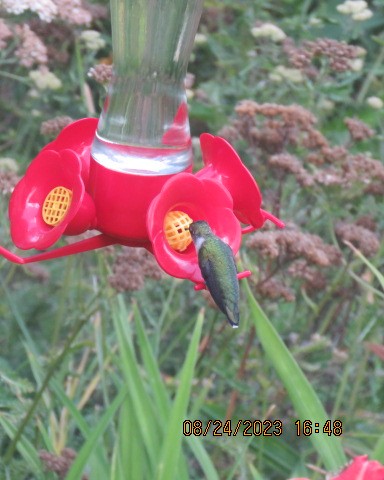 Рубиновогорлый колибри - ML606853891