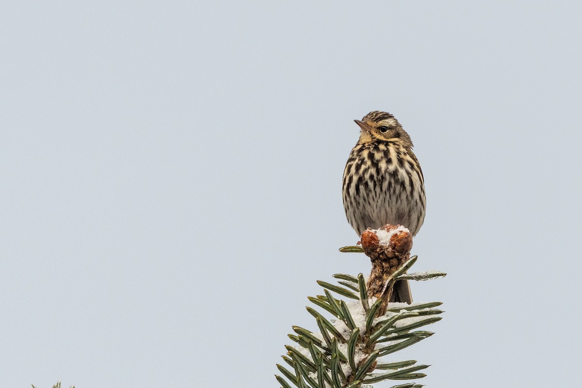 Olive-backed Pipit - ML606854081