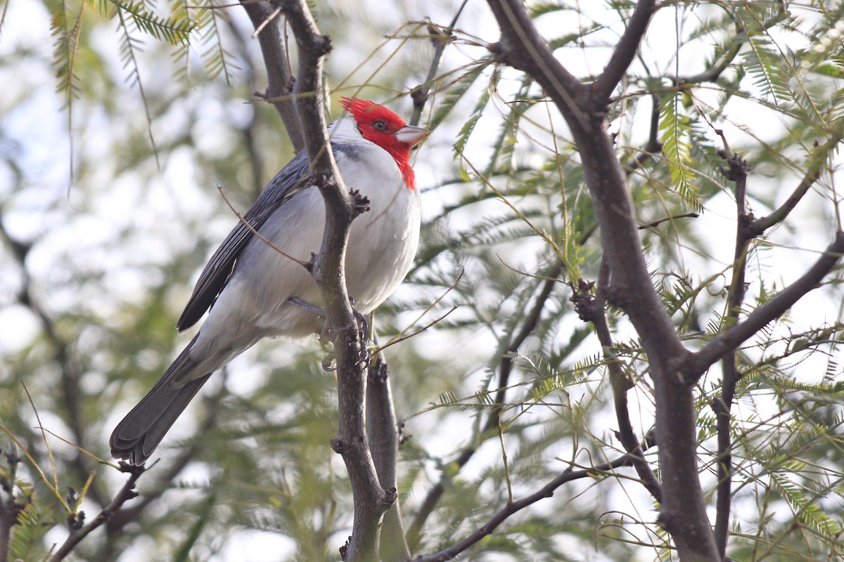 Red-crested Cardinal - ML606854131