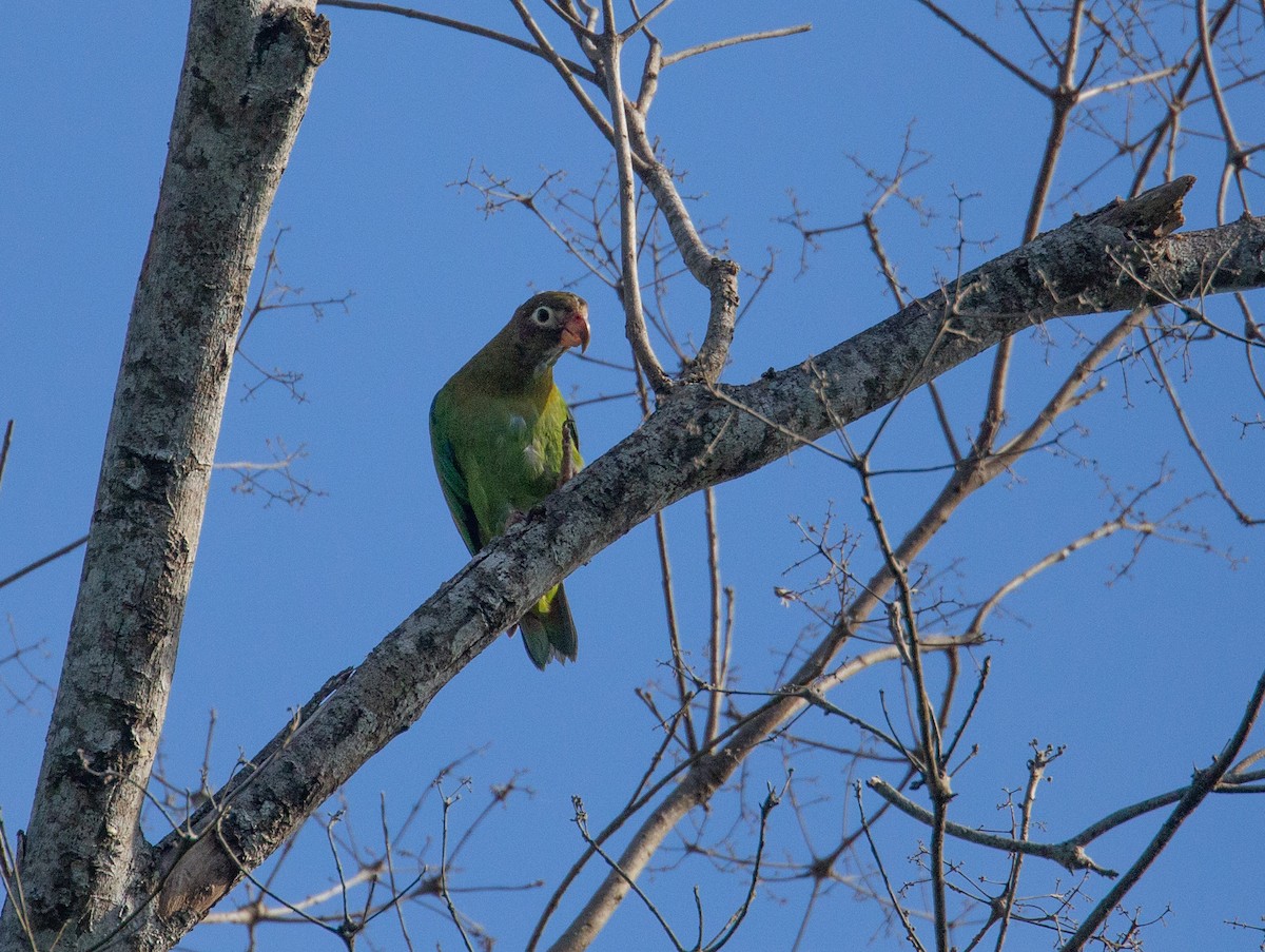 Brown-hooded Parrot - Oscar Garro Piedra