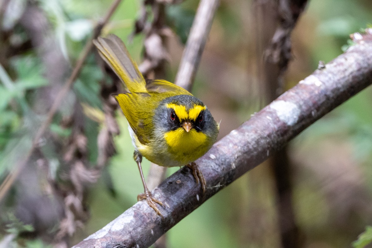 Black-faced Warbler - ML606854731