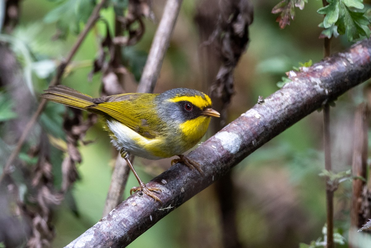Black-faced Warbler - ML606854741