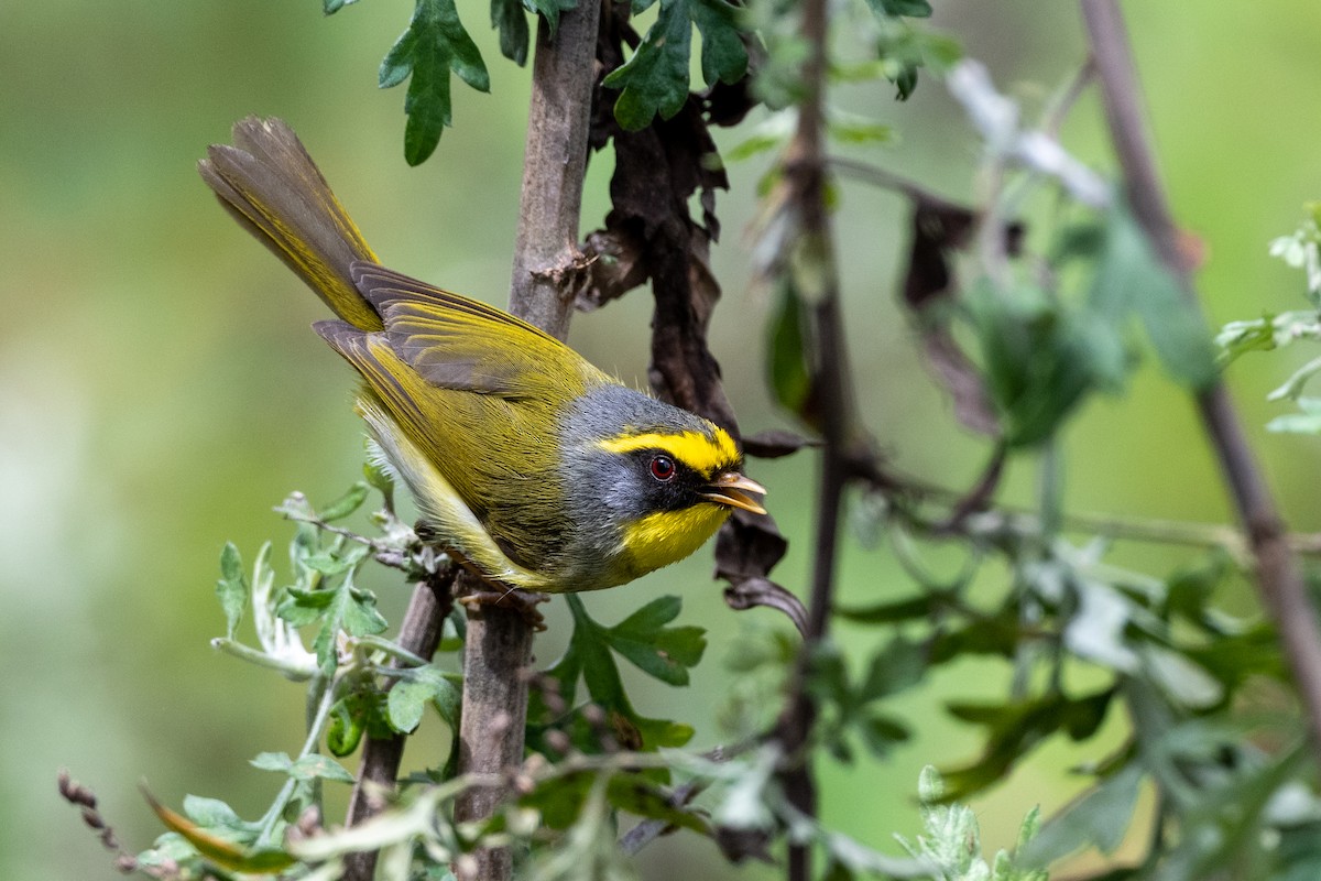 Black-faced Warbler - ML606854751