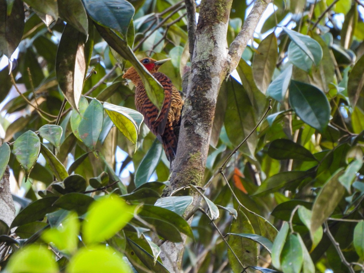Waved Woodpecker (Waved) - ML606855061
