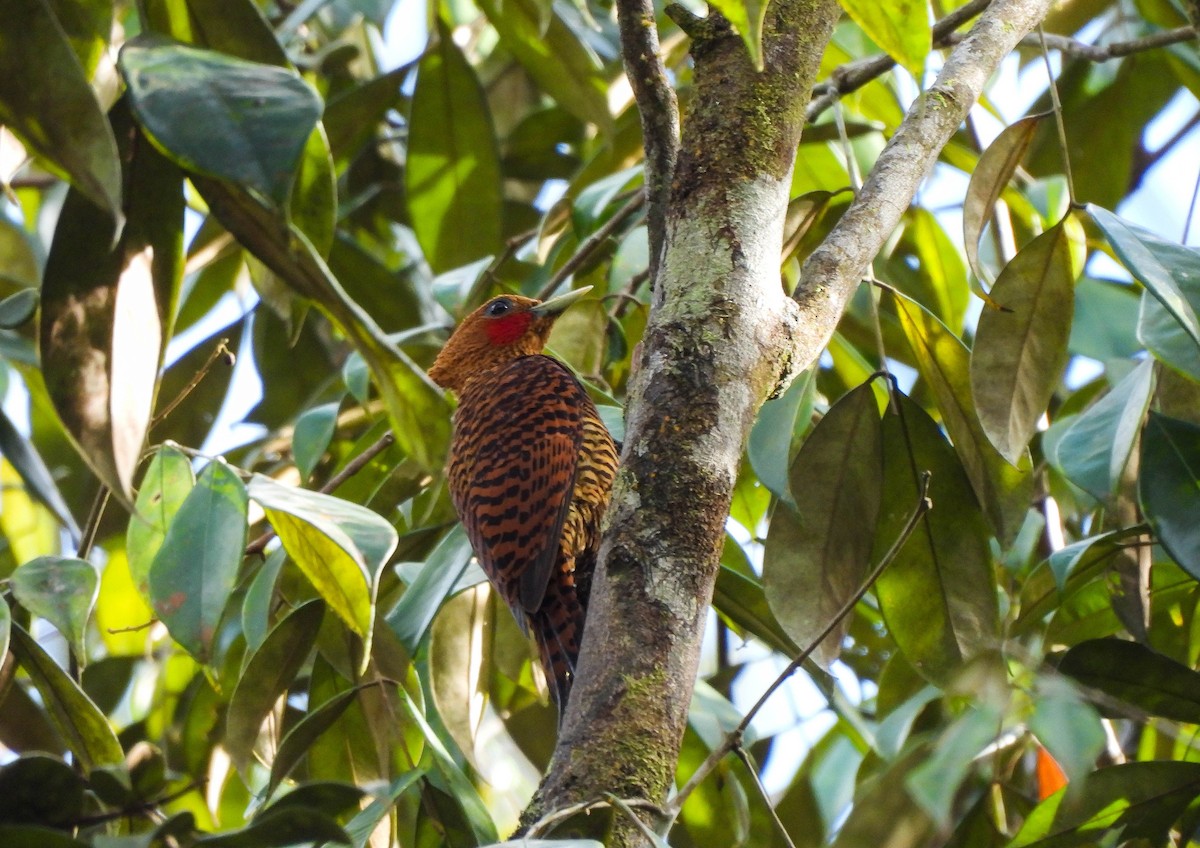 Waved Woodpecker (Waved) - ML606855071