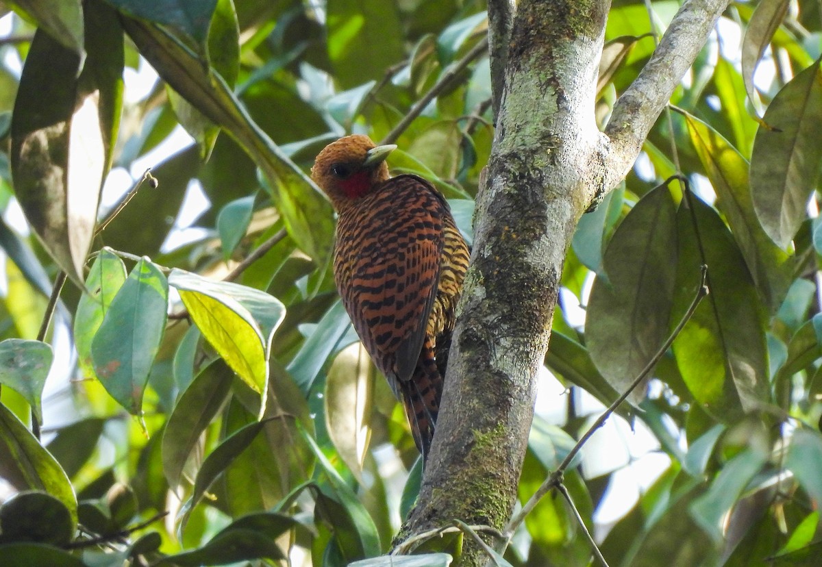 Waved Woodpecker (Waved) - ML606855081