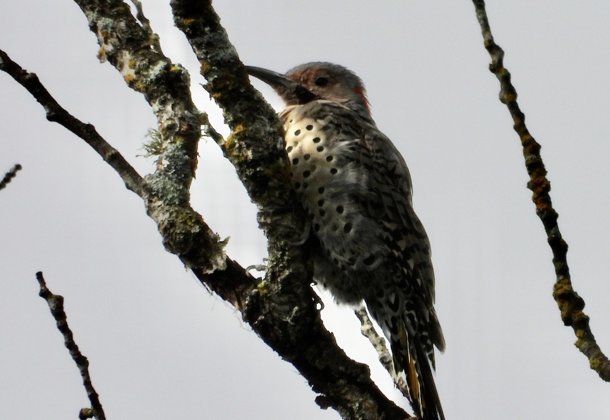 Шилоклювый дятел - ML606855231