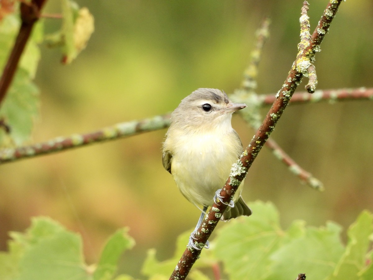 Eastern Warbling Vireo - ML606855351