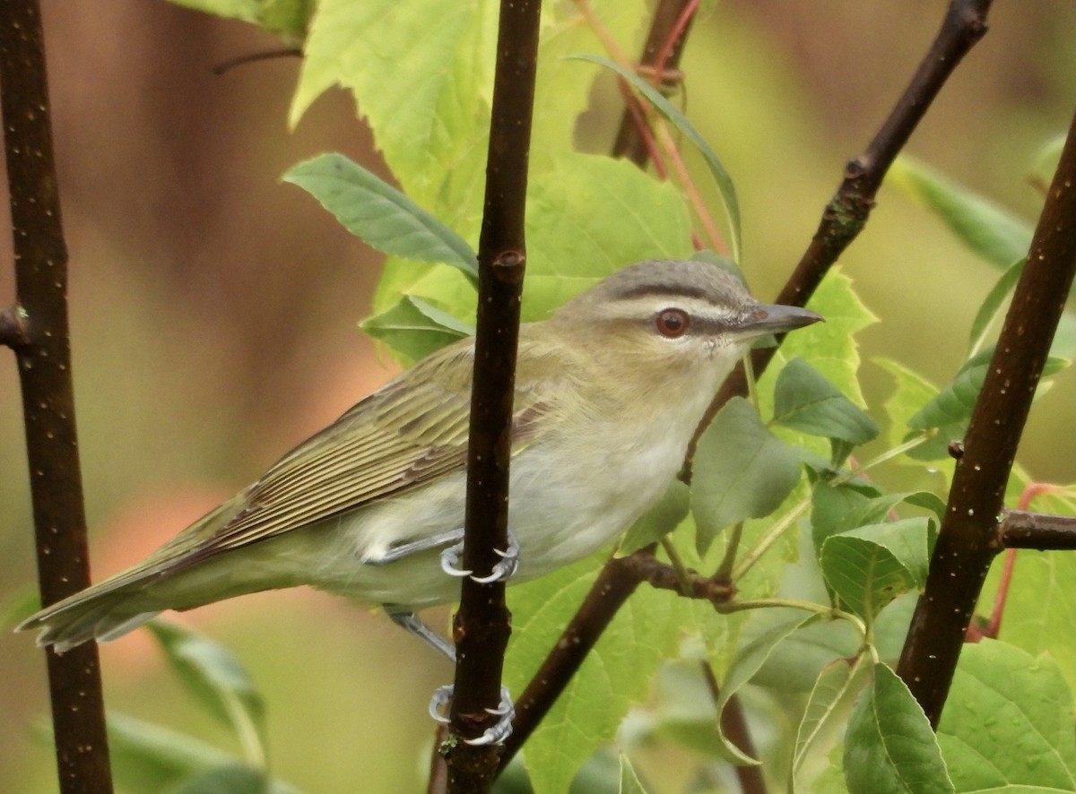 Красноглазый виреон - ML606855531