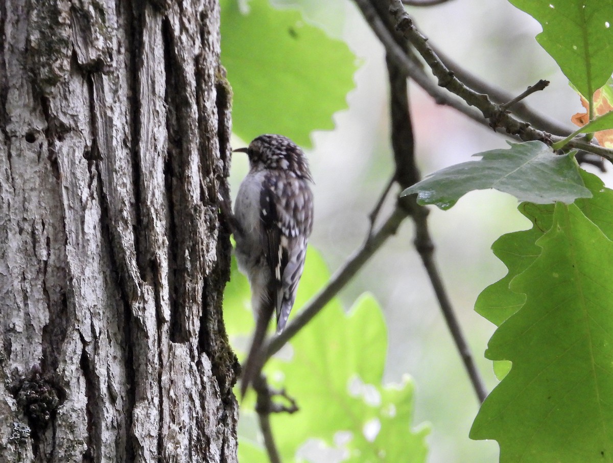 Американская пищуха - ML606855591