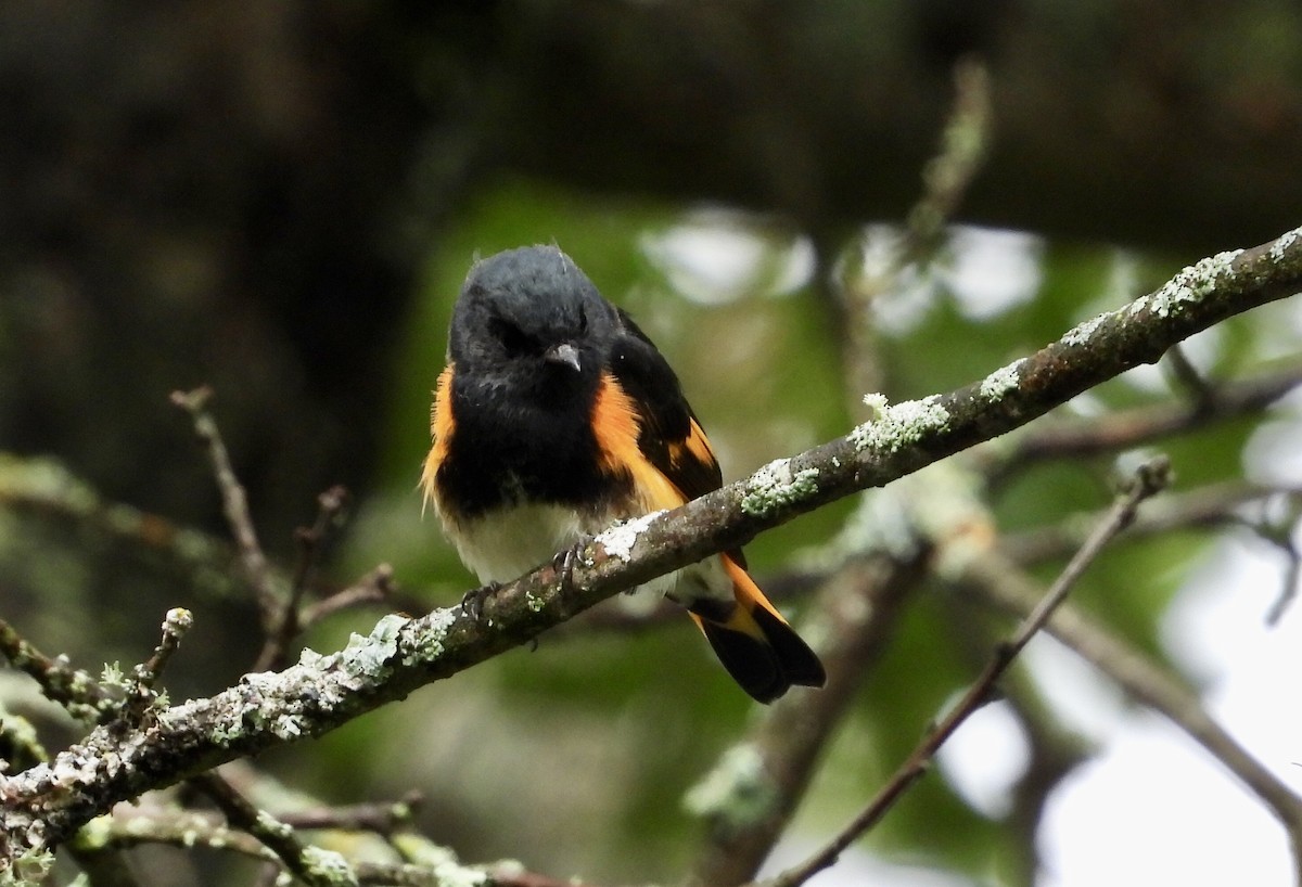 Горихвостковая древесница - ML606855701