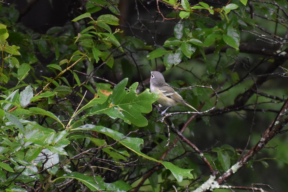 Blue-headed Vireo - ML606855901