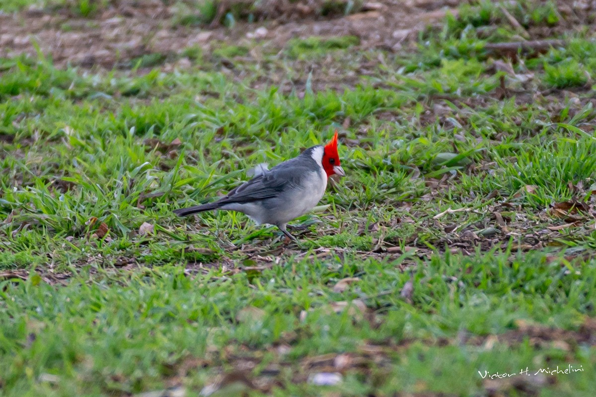 Red-crested Cardinal - ML606856191