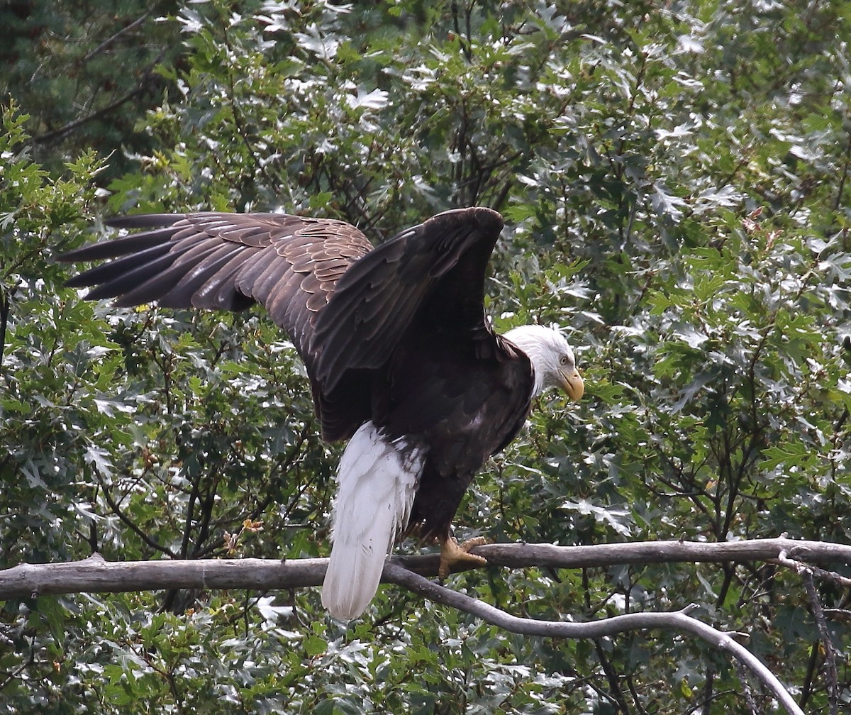 Bald Eagle - ML60685661