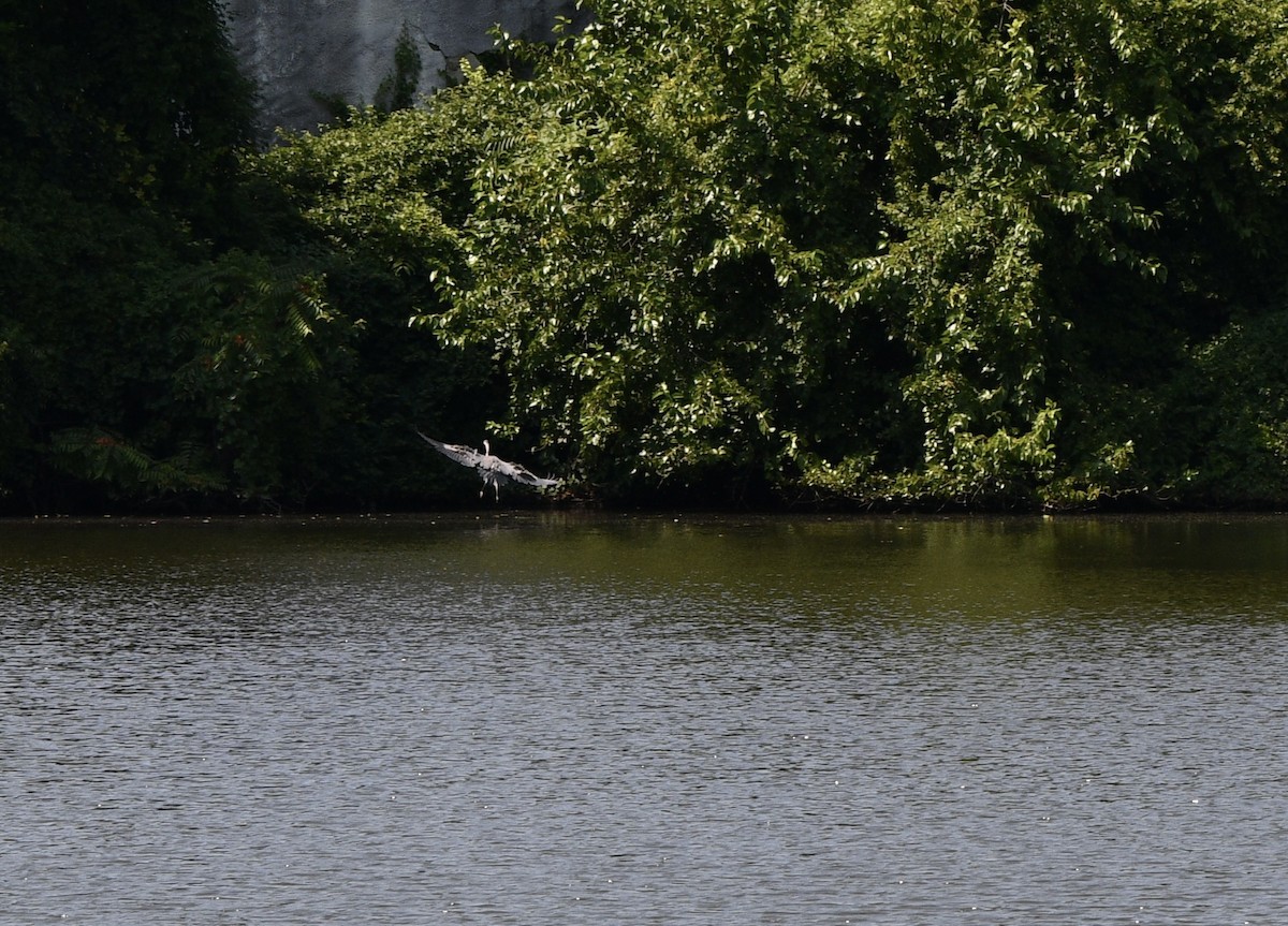 Great Blue Heron - ML606856611