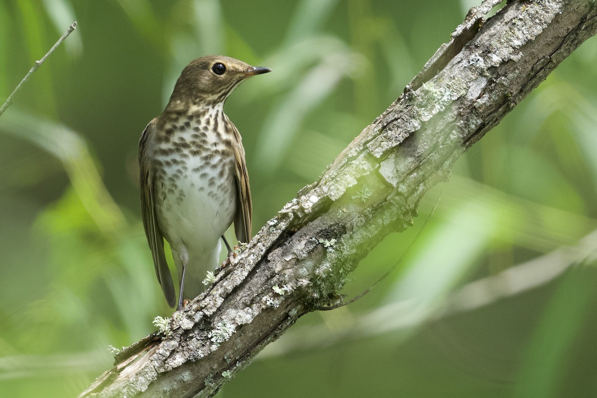 Swainson's Thrush - ML606856731